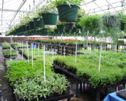 Hudson's Bay, greenhouse, plant sales